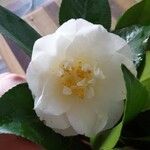 Camellia caudata പുഷ്പം