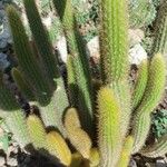 Cleistocactus winteri Leaf