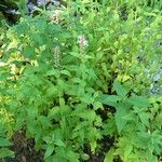 Teucrium canadense 整株植物