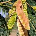 Albizia julibrissin Fruit