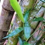 Dendrocalamus giganteus Leaf