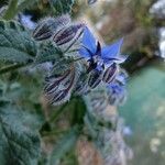 Borago officinalisKvět