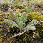 Alchemilla pinnata ഇല