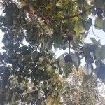 Pterygota brasiliensis 果実