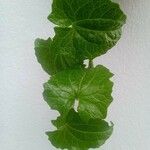 Mikania scandens Fuelha