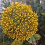 Bupleurum fruticosum Кветка