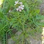 Erucaria hispanica Otro
