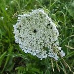Daucus muricatus Fula