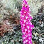 Digitalis purpureaBark