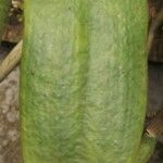 Calyptrochilum emarginatum Φύλλο