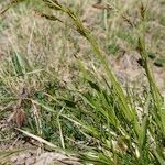 Carex sempervirens Habitus