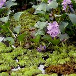Salvinia molesta Habit