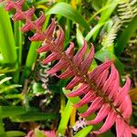 Blechnum occidentale Flower