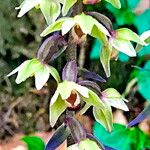 Epipactis purpurata Blomst