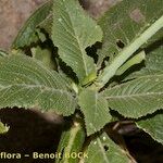 Crambe scaberrima その他の提案