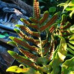 Polypodium californicum Hábito