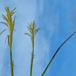 Carex caryophyllea Kvet