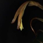 Pitcairnia lanuginosa Flower
