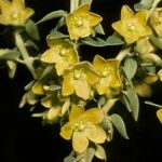 Diplolepis hieronymi Λουλούδι