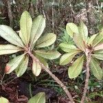 Pleioluma novocaledonica Leaf