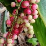 Cordyline manners-suttoniae Frucht