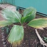 Pritchardia pacifica 整株植物