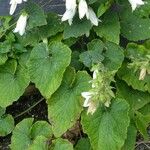 Campanula alliariifolia Blatt