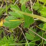 Ranunculus breyninus Fulla