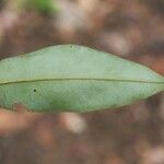 Xylopia nitida Φύλλο