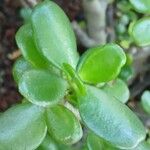 Crassula ovata Levél