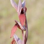 Serapias strictiflora Flower