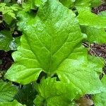 Adenocaulon bicolor Feuille