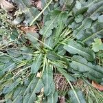 Rumex pulcher Leaf