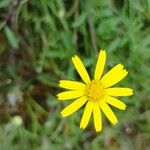 Jacobaea minuta Flower