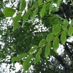 Adenanthera pavonina Лист