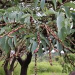 Cussonia arborea Leaf