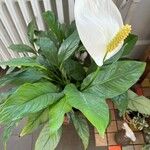 Spathiphyllum wallisii Blüte