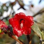 Rhododendron beanianum Flower