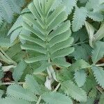 Melianthus major Blatt