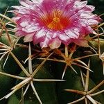 Thelocactus bicolor Floare