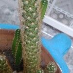 Mammillaria elongata Frunză