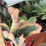 Kalanchoe fedtschenkoi Листок