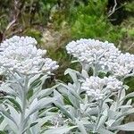 Helichrysum melaleucum Blüte