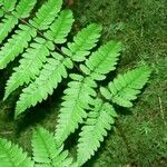 Dryopteris remota Liść