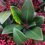 Skimmia japonica Leaf