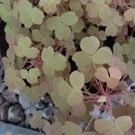 Oxalis vulcanicola