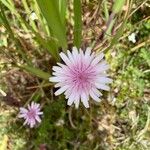 Crepis rubra Flower