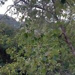 Populus x canadensis Frunză