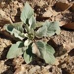 Verbascum boerhaviiHoja