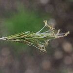 Carex leporina Bloem